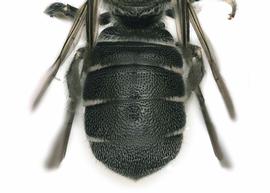   Ceratina sp . female abdomen. photo: Brooke Bagot 
